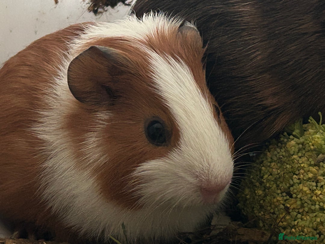 Guinea Pig rodents for sale: Beautiful Baby Guinea Pigs. - Advert 21