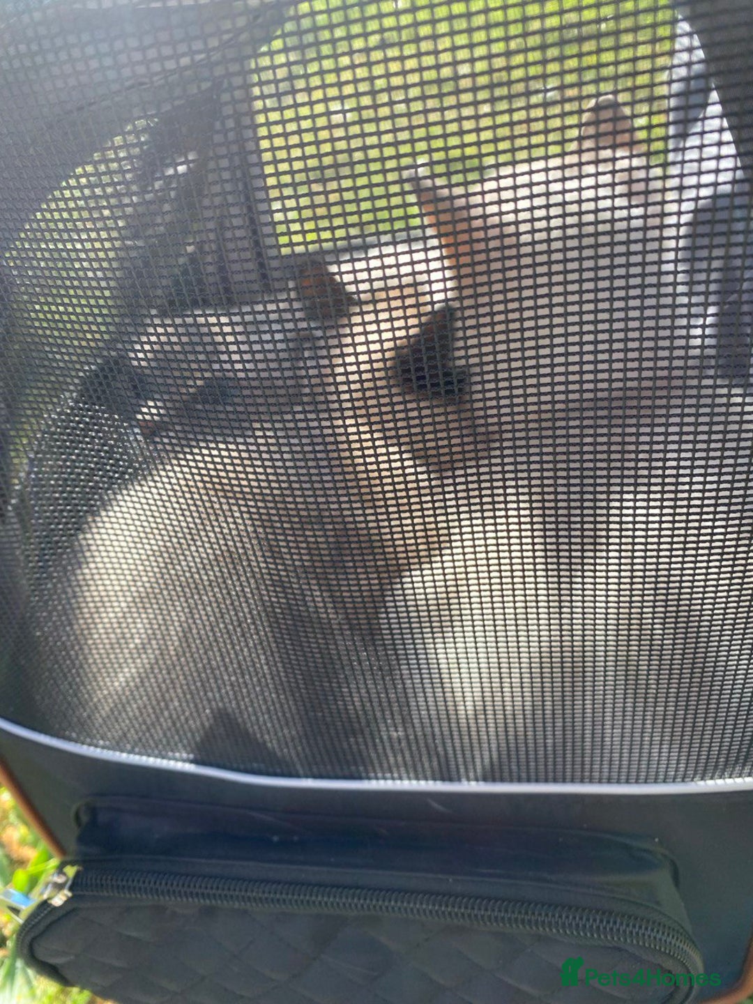 Ragdoll cats for sale: 7 ragdoll cats & kittens  - Image 15