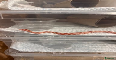 Corn Snake reptiles - Advert 13