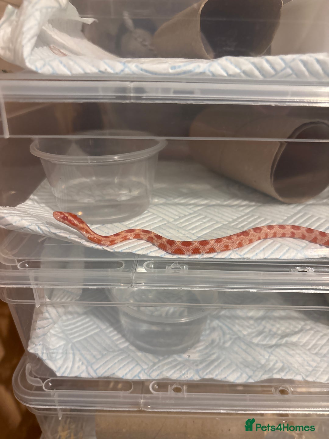 Corn Snake reptiles for sale: Baby corn snakes, snows, amel het palmetto, anery - Image 3