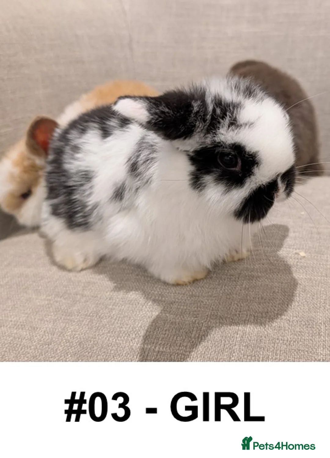 Mini Lop rabbits for sale: Exceptional Mini-Lops. Collect from: 18th February - Advert 7