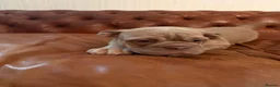 Olde English Bulldogge dogs for sale: Olde English Bulldogge  - Advert 15