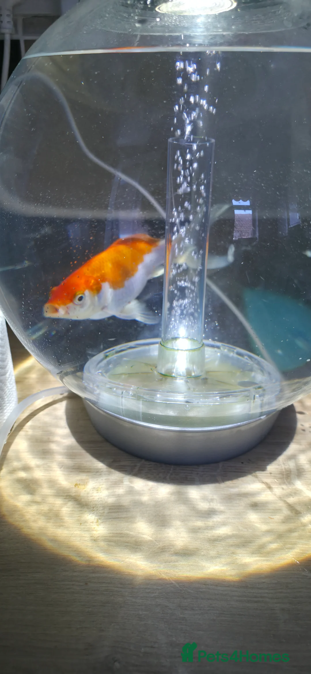 Goldfish fish for sale: Healthy goldfish for newhomw in Waterlooville - Advert 1