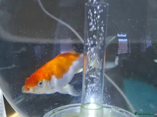 Goldfish fish Healthy goldfish for newhomw - Advert 1