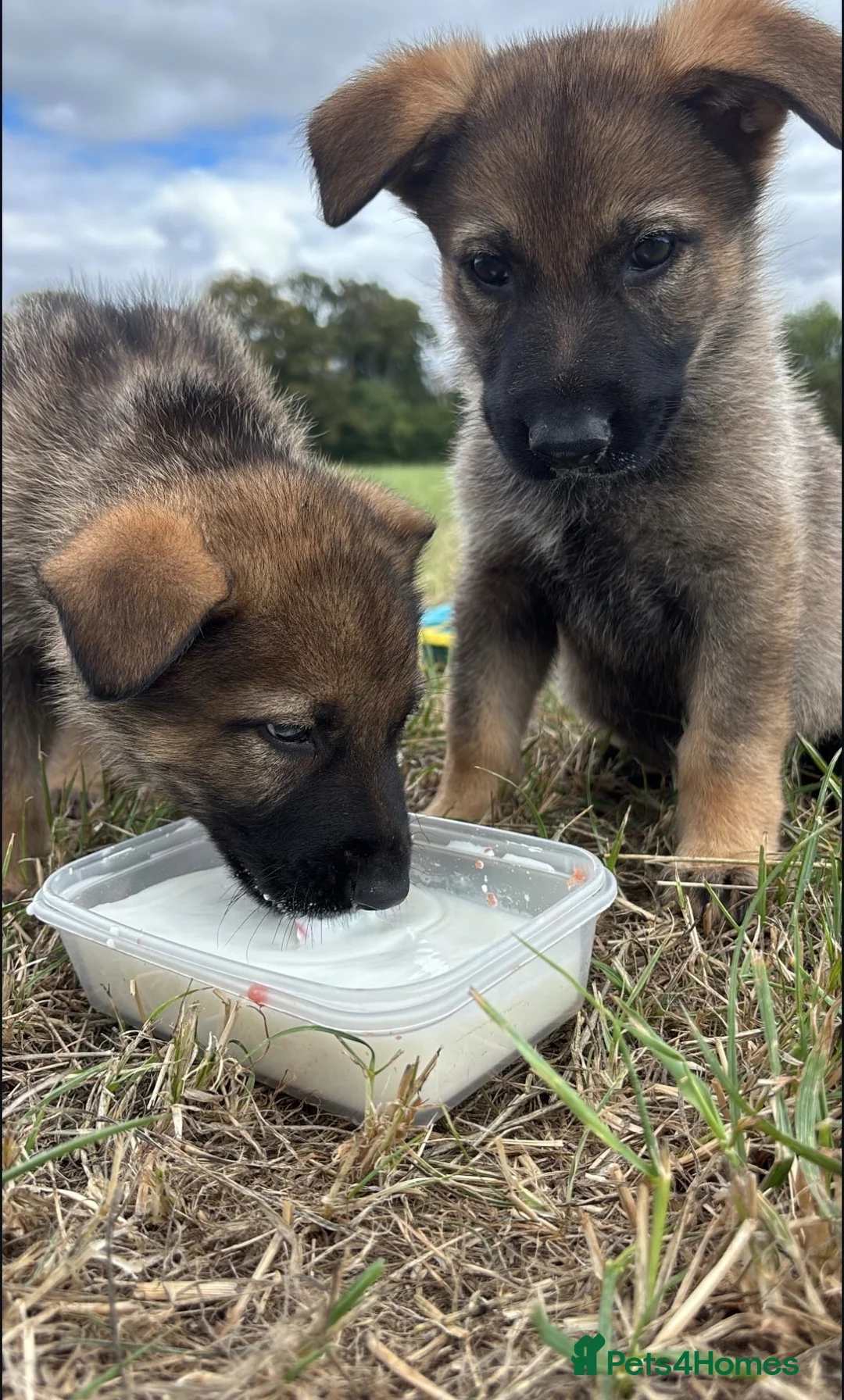 German Shepherd dogs for sale: KC registered German Shepard Female - Advert 9