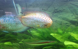 Discus fish for sale: Discus fish for sale  - Image 6