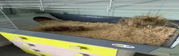 Guinea Pig rodents for sale:  Two Girl Guinea Pigs Brownie and Dusty with setup - Advert 14