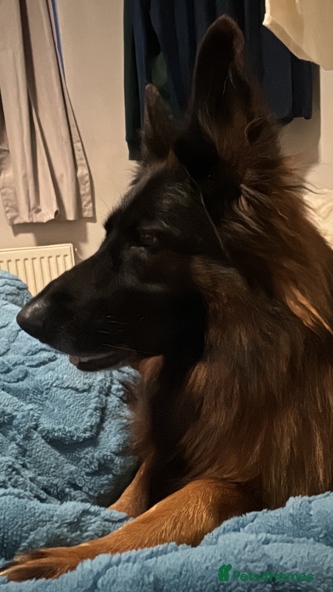 German Shepherd dogs for sale: German shepherd puppies  - Advert 16