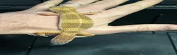 Leopard Gecko reptiles for sale: STUNNING LEOPARD GECKOS WOW AMAZING LAST FEW  - Advert 10