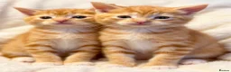 Domestic Shorthair cats for sale: Stunning ginger kittens  in Kinross - Advert 2