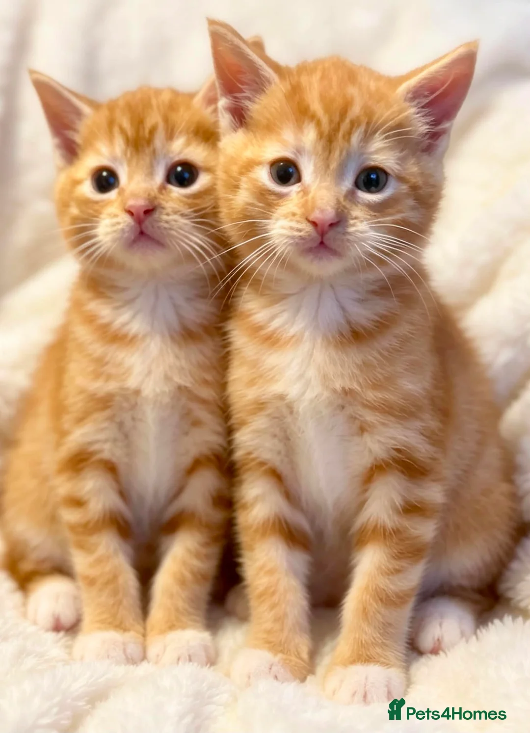 Domestic Shorthair cats for sale: Stunning ginger kittens  in Kinross - Advert 2