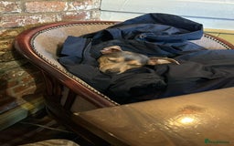 Jack Russell dogs for stud: DENZEL - Image 5