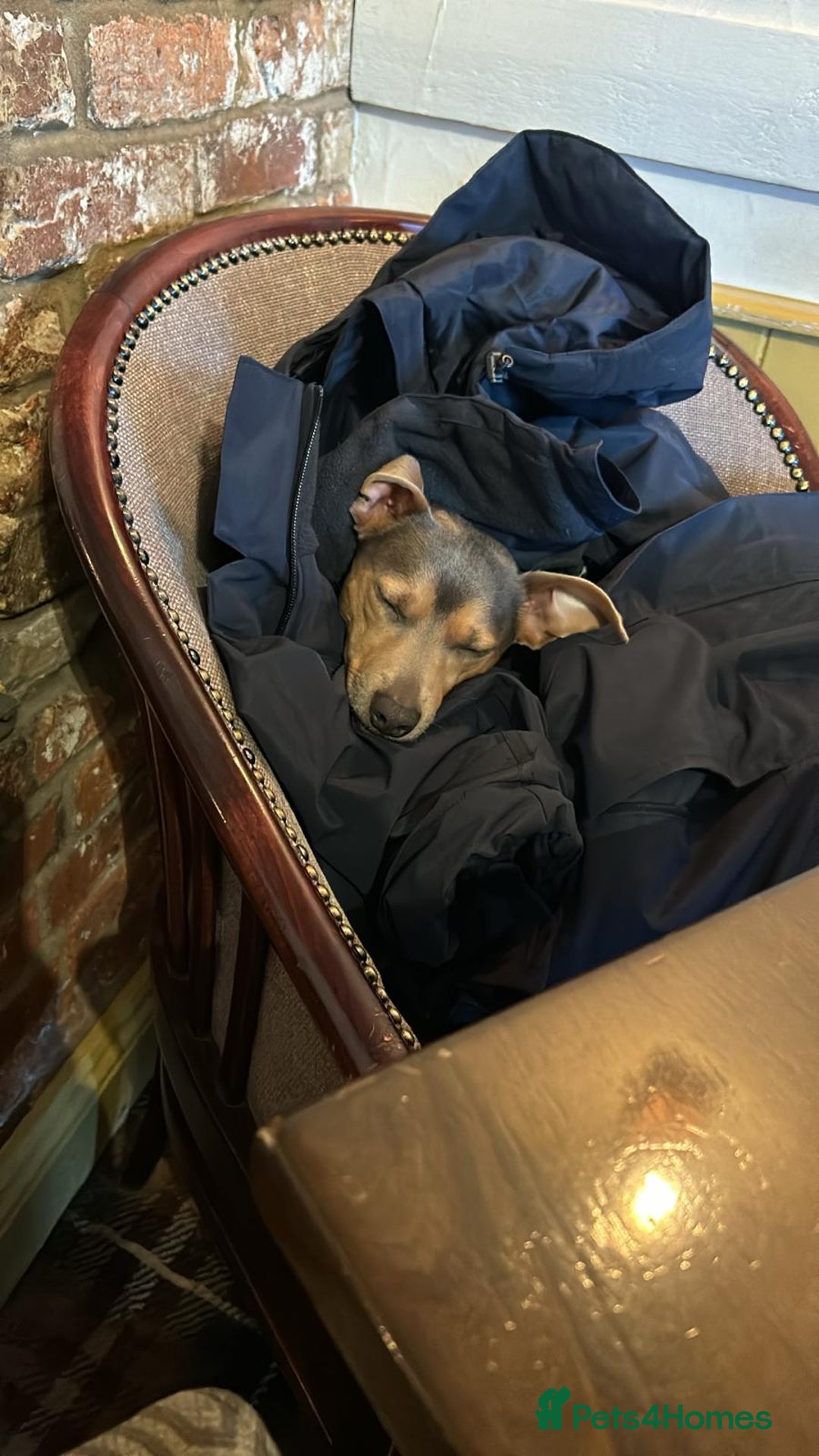 Jack Russell dogs for stud: DENZEL - Image 5