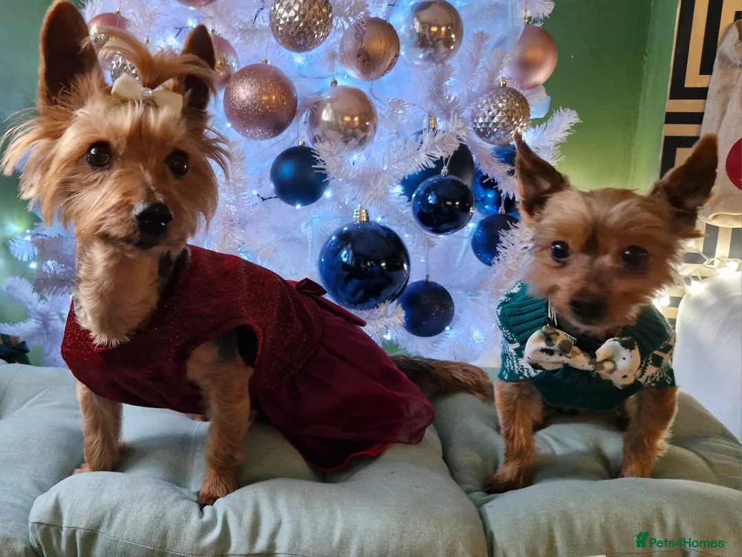 Yorkshire Terrier dogs for sale: Femail and male puppy    - Advert 6