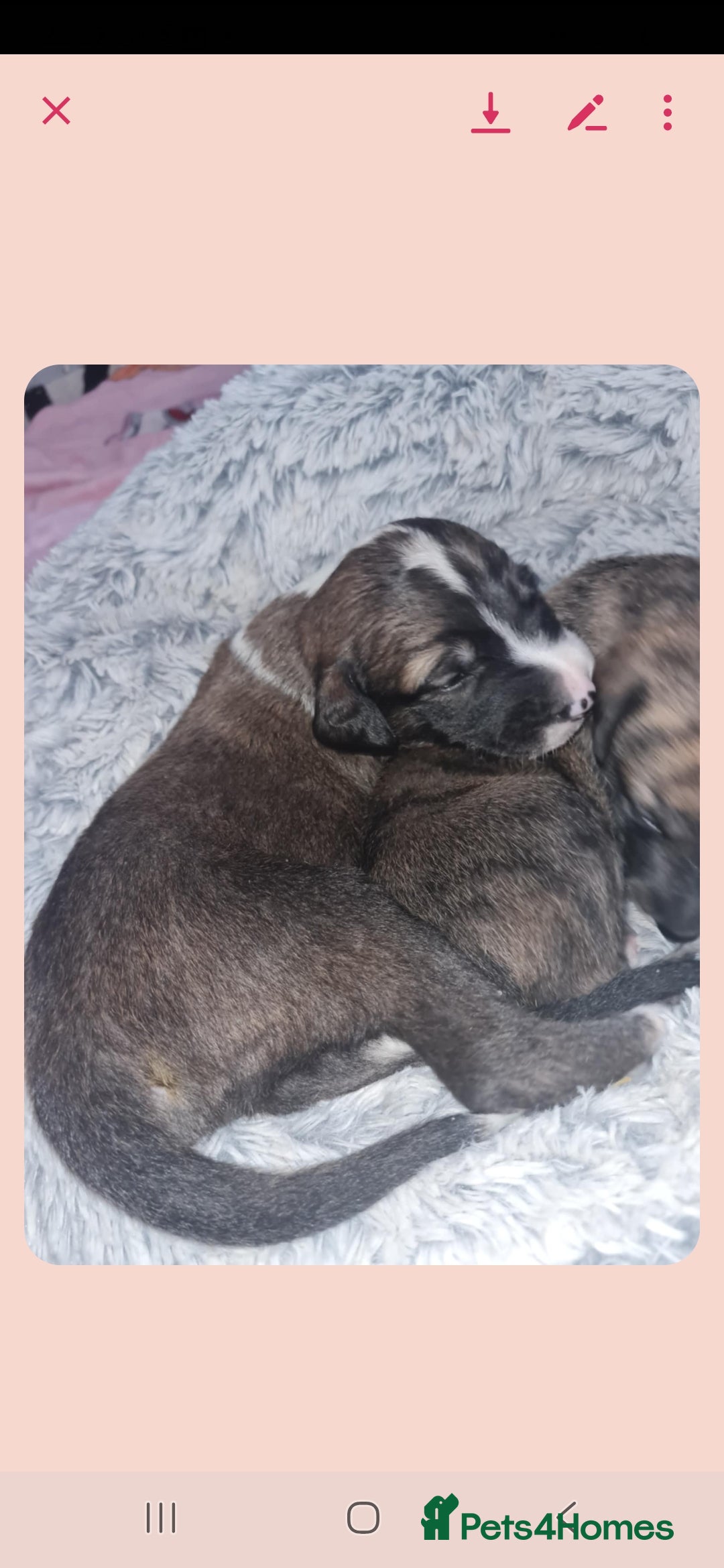 Mixed Breed dogs for sale: Saluki/greyhound puppies  - Image 2