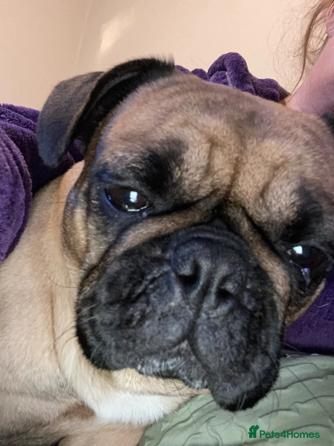 Frug dogs for sale: Beautiful girl . - Advert 3