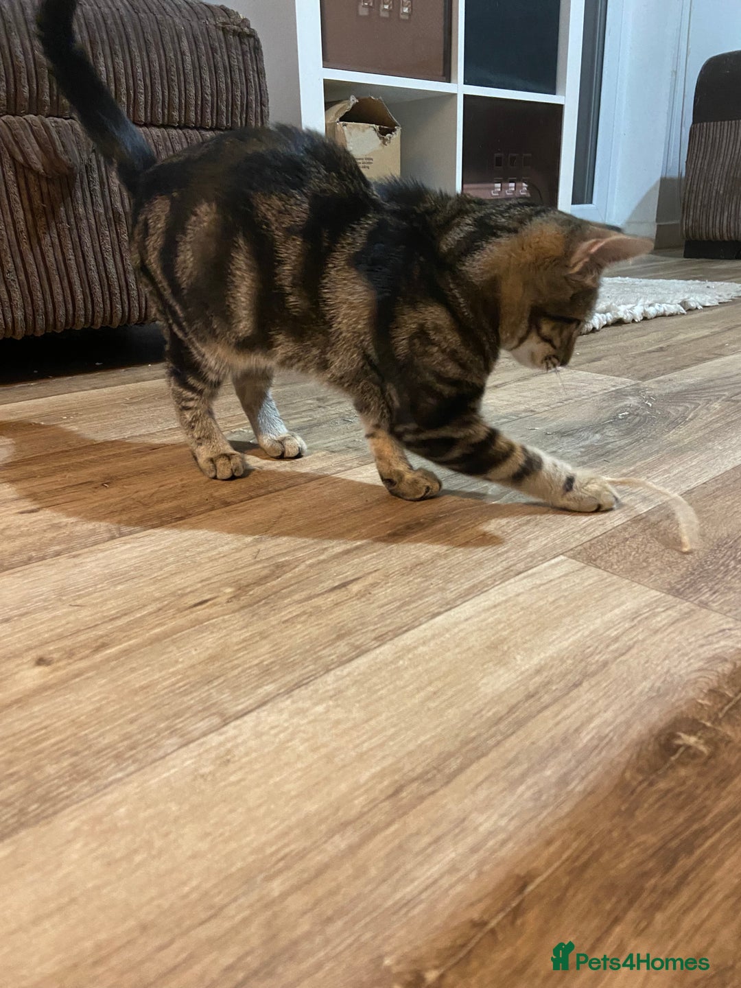 Domestic Shorthair cats for sale: Gorgeous tabby kitten  - Image 13