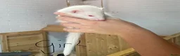 Ferret rodents for sale: Ferret kits for sale  - Advert 3