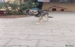 Mixed Breed dogs for adoption: HONEY !  a Lovely 3 LEGGED Boy - for a Loving Home - Image 21