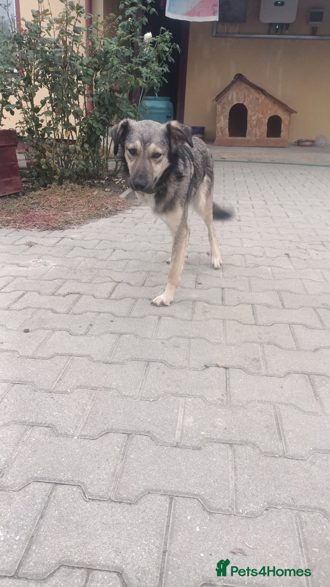 Mixed Breed dogs for adoption: HONEY !  a Lovely 3 LEGGED Boy - for a Loving Home - Advert 21