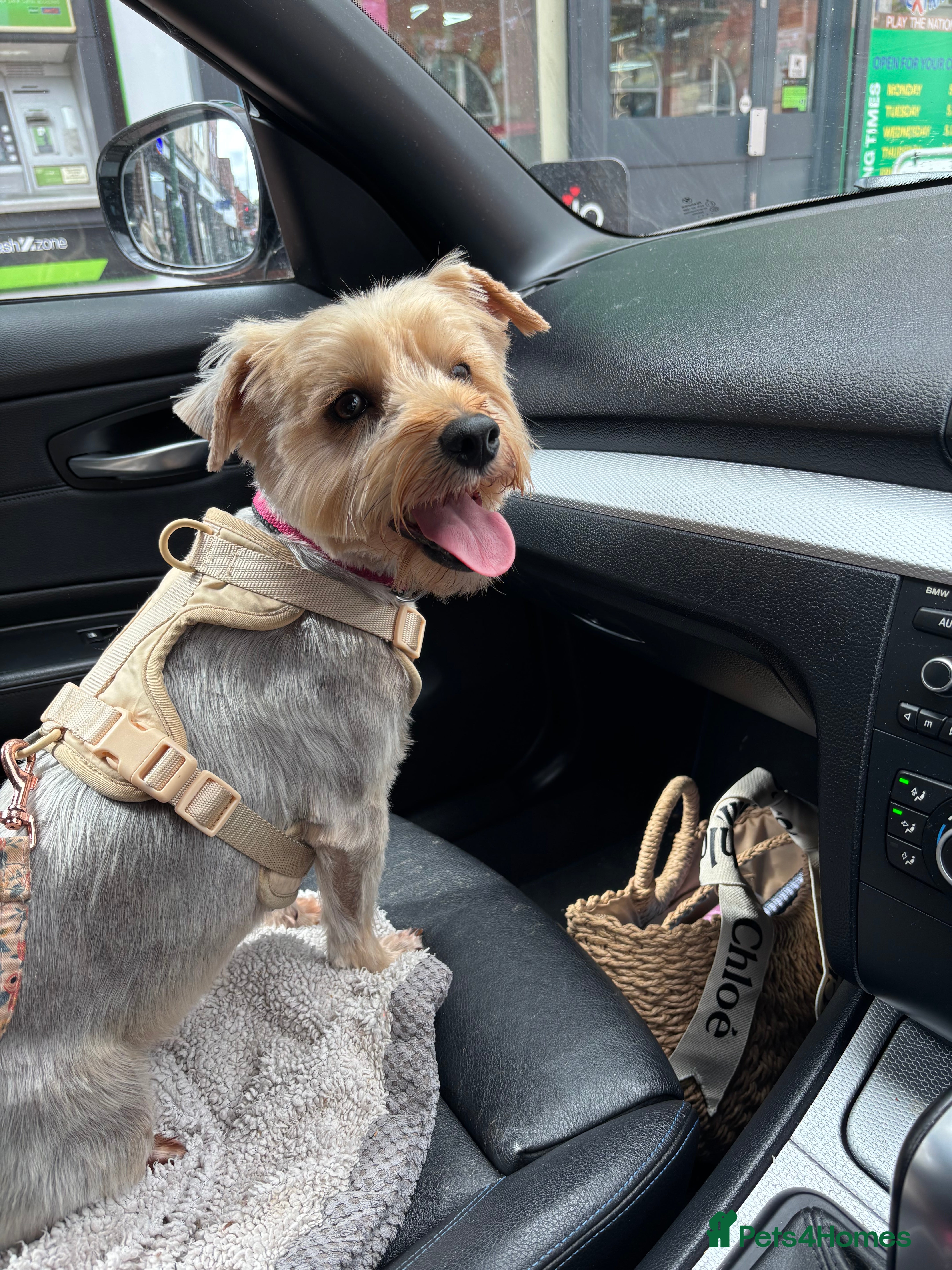 Yorkshire Terrier dogs Yorkie Pups ready from 7th Feb 1 boy 1 girl, - Advert 1