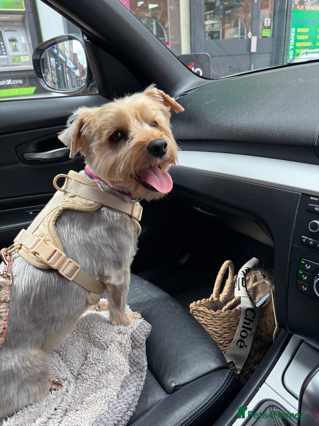 Yorkshire Terrier dogs for sale: Yorkie Pups ready from 7th Feb 1 boy 1 girl, - Advert 1