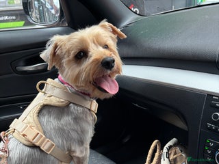 Yorkshire Terrier dogs Yorkie Pups ready from 7th Feb 1 boy 1 girl, - Advert 1