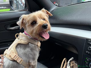 Yorkshire Terrier dogs Yorkie Pups ready from 7th Feb 1 boy 1 girl, - Advert 1