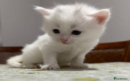 Ragdoll cats for sale: Ragdoll vs tuxedo mix breed 7 kitten for sale  in Hayes - Image 24