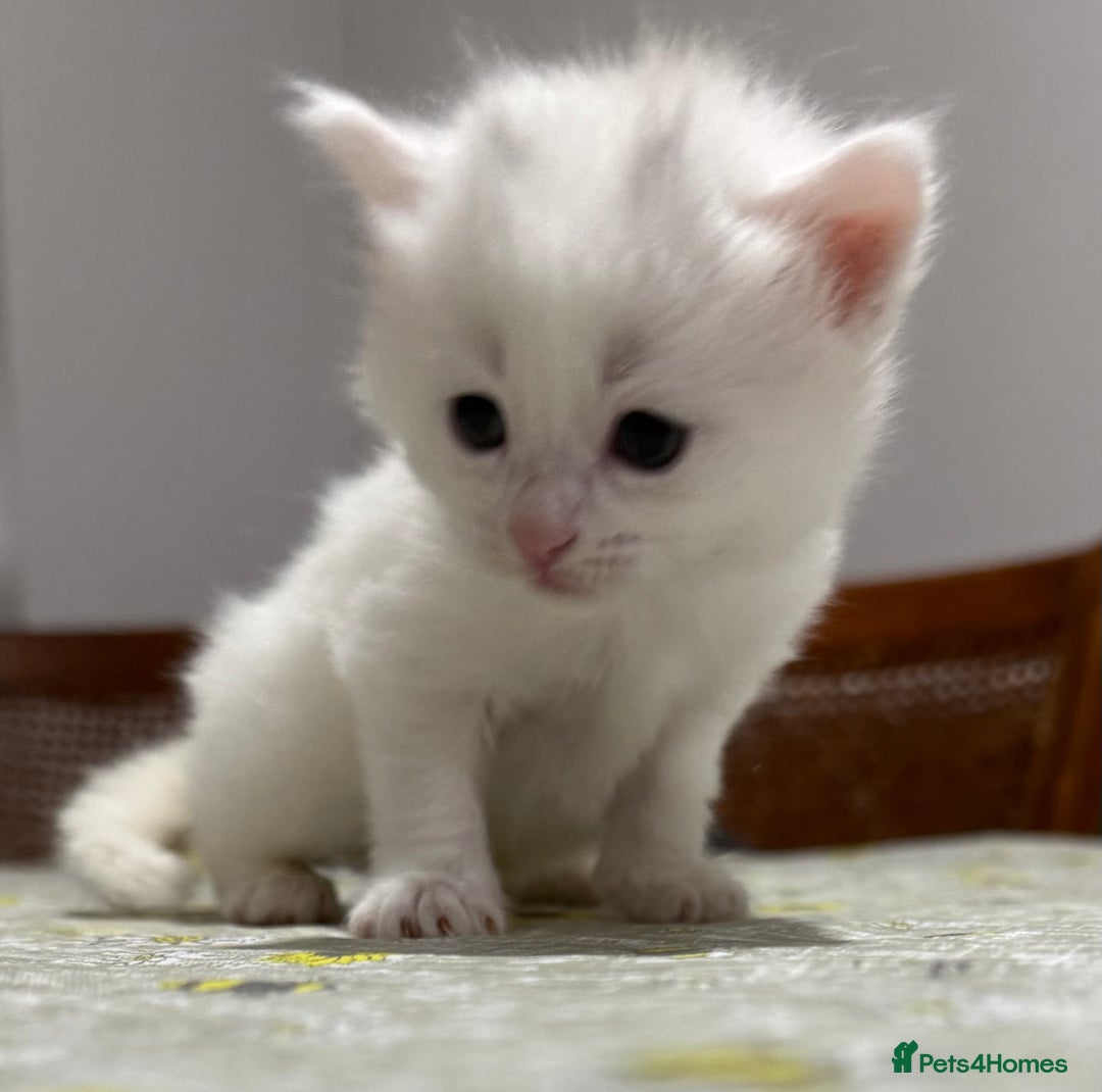 Ragdoll cats for sale: Ragdoll vs tuxedo mix breed 7 kitten for sale  in Hayes - Image 24