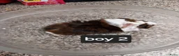 Guinea Pig rodents for sale: Baby guineapigs ready now  - Advert 8