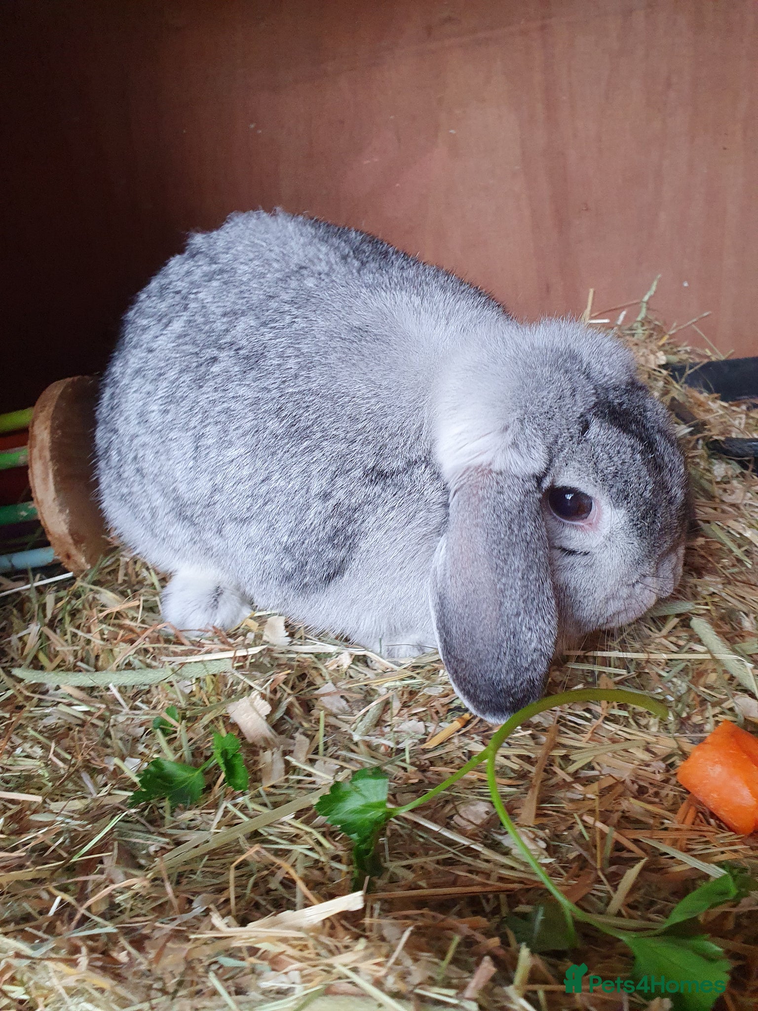 Mini Lop rabbits Spayed and neutered rabbits for adoption VAC rhd2  - Advert 1