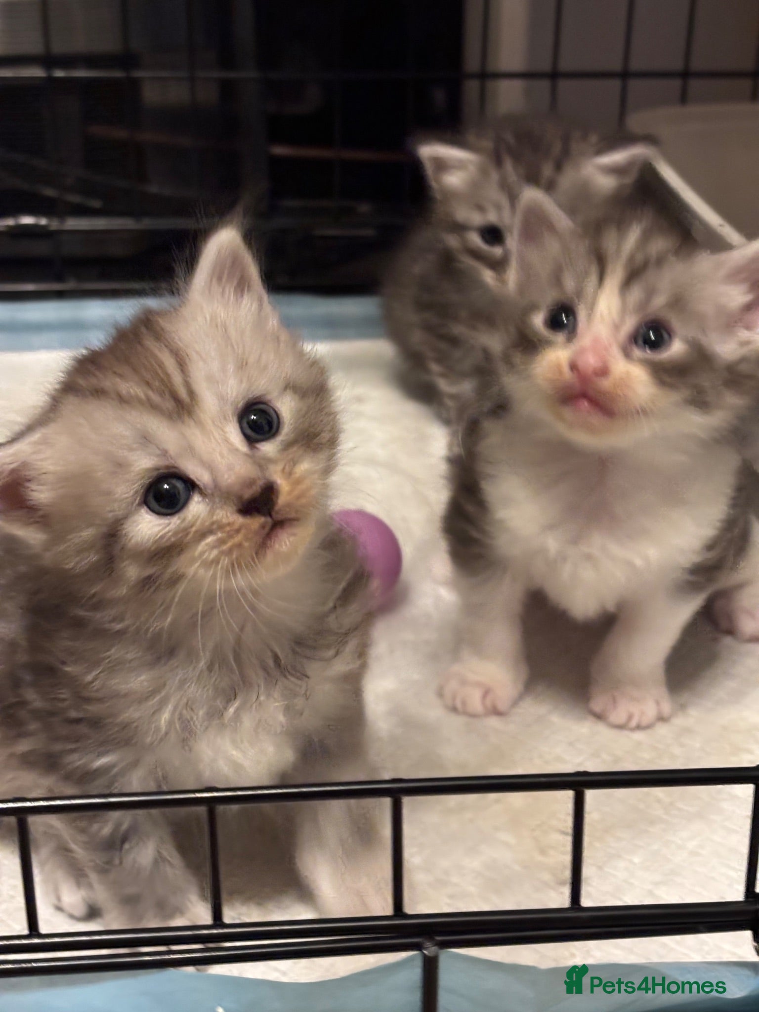 Ragcoon cats 🐾 Adorable RAGCOON Kittens ! 🐾 - Advert 1