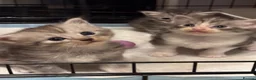 Ragcoon cats for sale: 🐾 Adorable RAGCOON Kittens ! 🐾 - Advert 2