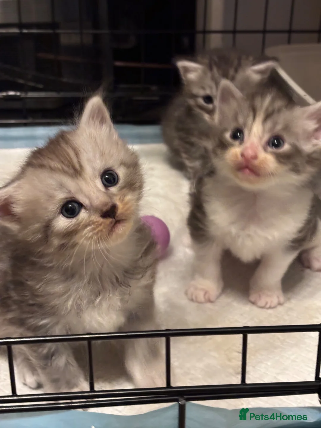 Ragcoon cats for sale: 🐾 Adorable RAGCOON Kittens ! 🐾 - Advert 2