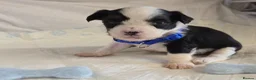 Chinese Crested dogs for sale: Pure Chinese Crested Puppies - Advert 16