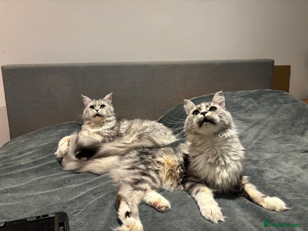 Maine Coon cats for sale: Attention Please ‼️ - Advert 13