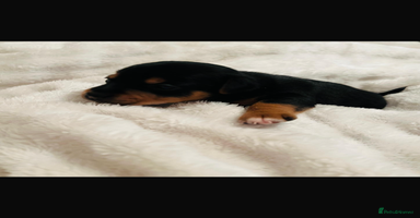 Jack Russell dogs - Advert 3