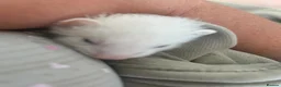 Ferret rodents for sale: Two half micro hobs  - Advert 1