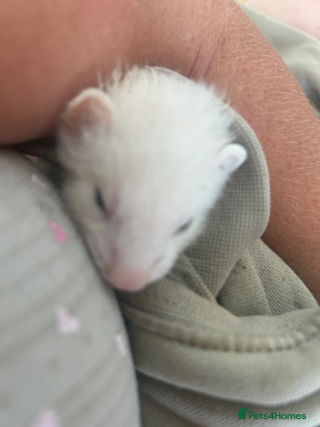 Ferret rodents for sale: Two half micro hobs  - Advert 1