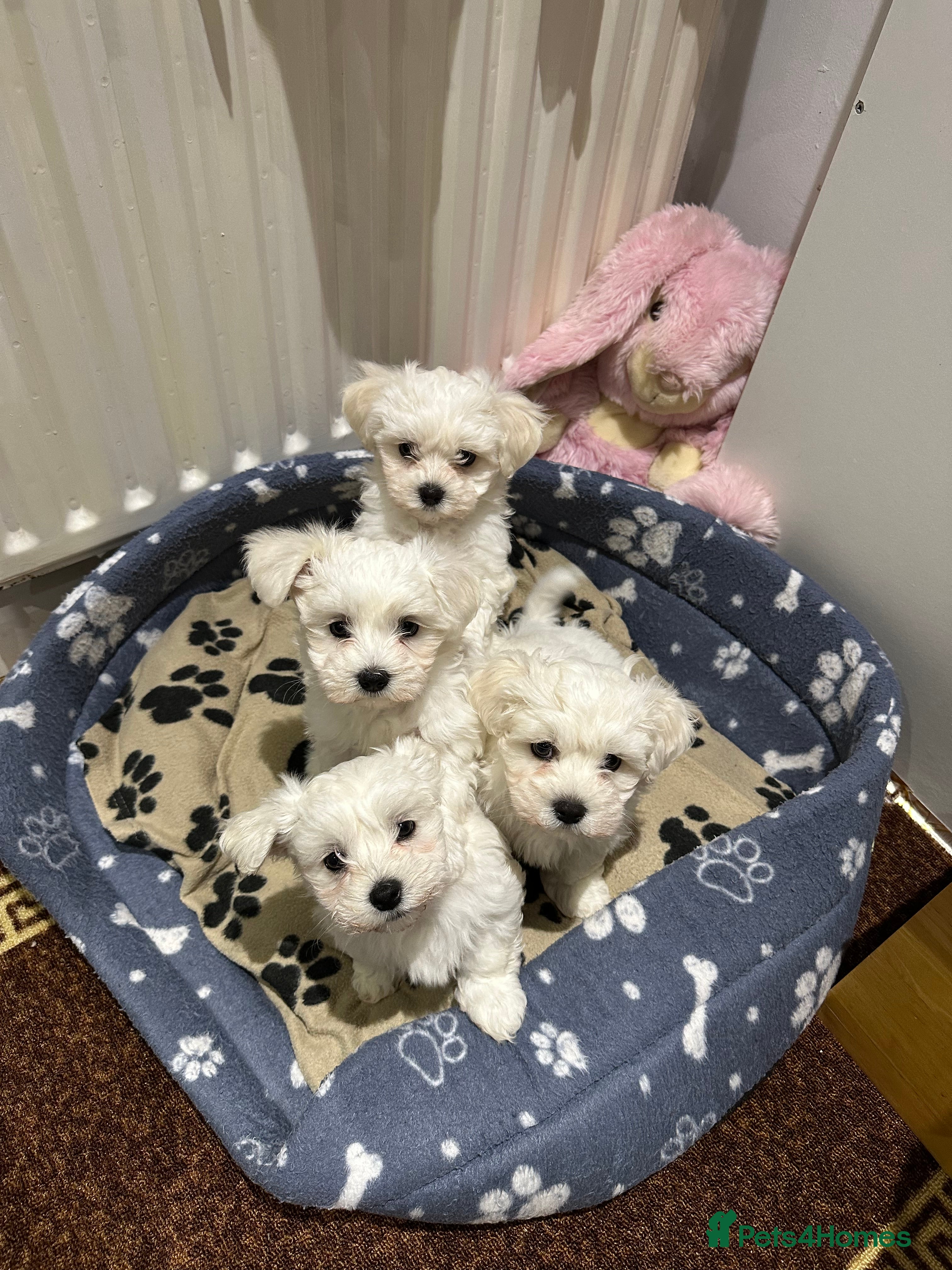 Maltese dogs Bichon Maltese  - Advert 1