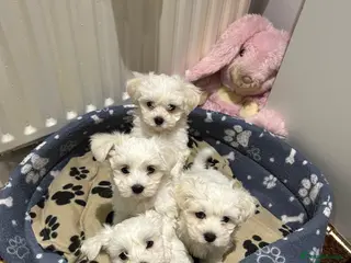 Maltese dogs Bichon Maltese - Advert 1