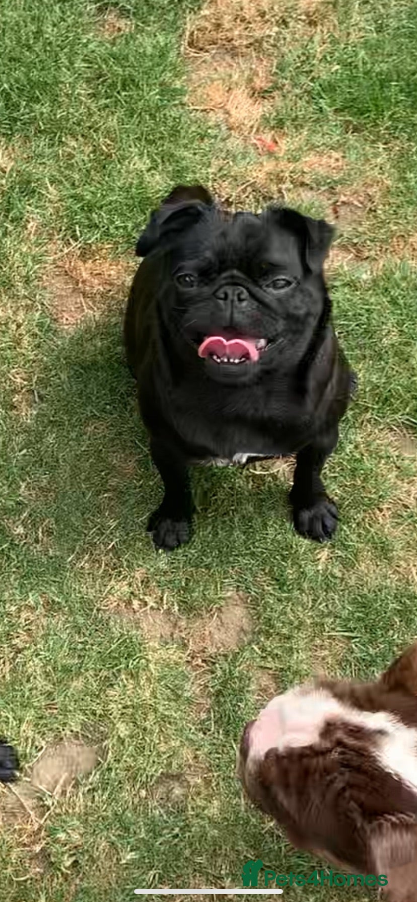 Pug dogs Pug solid black kc registered  - Advert 1