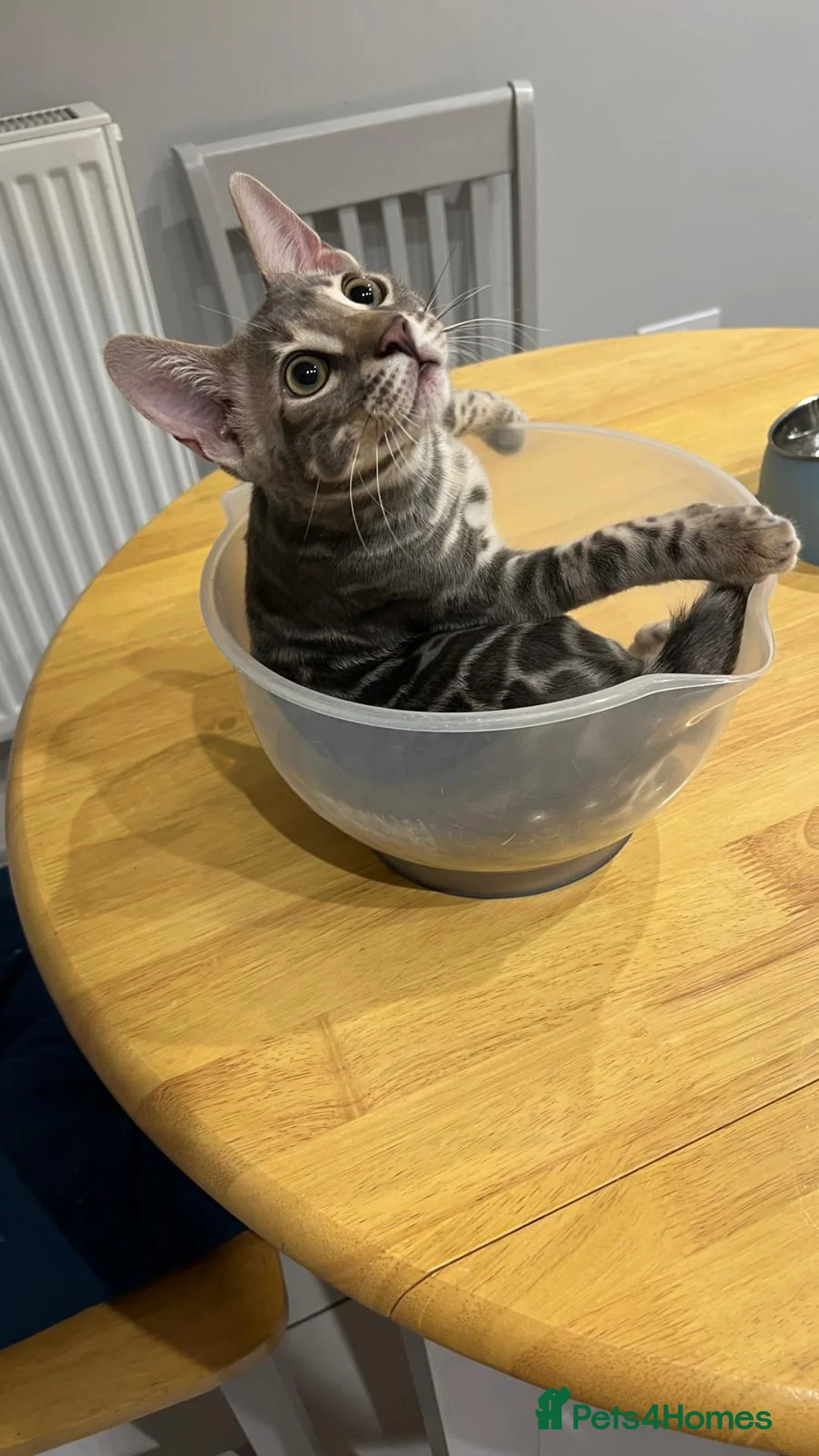 Bengal cats for sale: Blue rossetted boy bengal - Advert 1