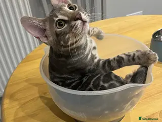 Bengal cats Blue rossetted boy bengal - Advert 1