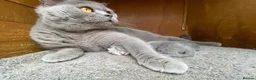 Scottish Fold cats for sale: Scottish Fold Kitten Solid Blue boy left (Folded) - Advert 14