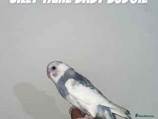 Budgerigars birds - Advert 3