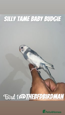 Budgerigars birds - Advert 3
