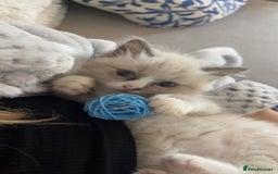 Ragdoll cats for sale: Rehoming Milo - Our beloved Kitten - Image 1