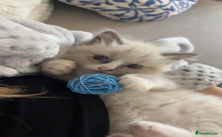 Ragdoll cats - Advert 1